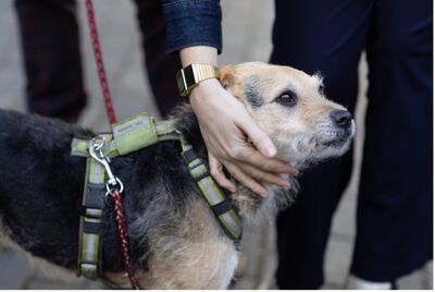 Ein Hund mit heller Schnautze wird im Gesicht gestreichelt. 